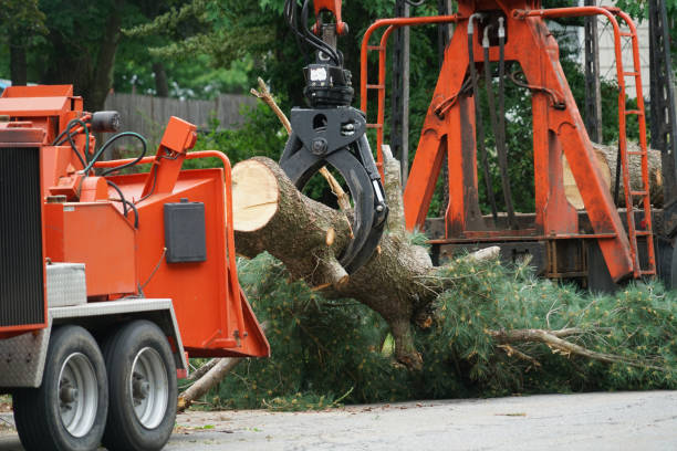 Best Stump Grinding and Removal  in Richton, MS